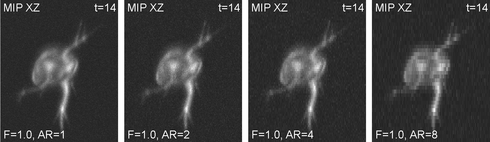 BBBC046 - example image