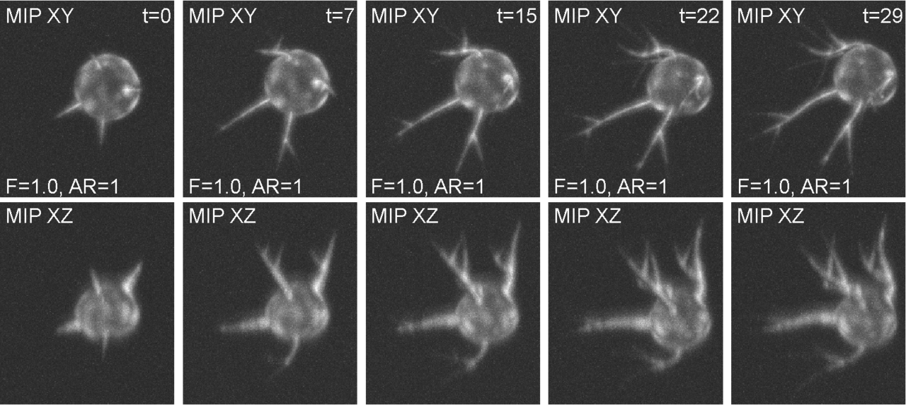 BBBC046 - example image 1